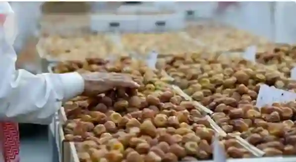 الكشف عن عدد النخيل في الرياض وأنواع التمور فيها 